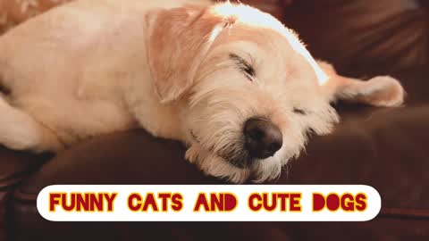 funny cats and cute dogs