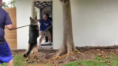 How to make your aggressive to strangers | Dog training | #dogs #dogtraining