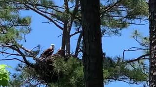 Bald Eagles on the nest