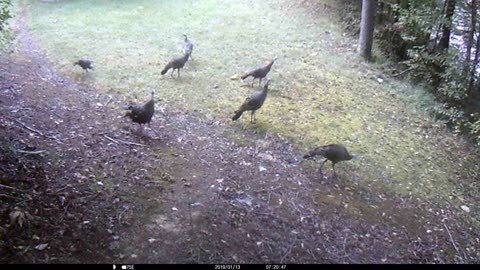 Turkeys in the yard