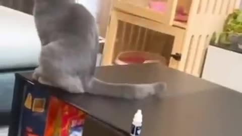 Funny Smart cat ð±