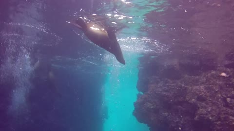 Sea lions swarm diver in Mexico