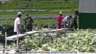 The Harvest of Beautiful Chinese Cabbage in Japan - Japan Agriculture Technology