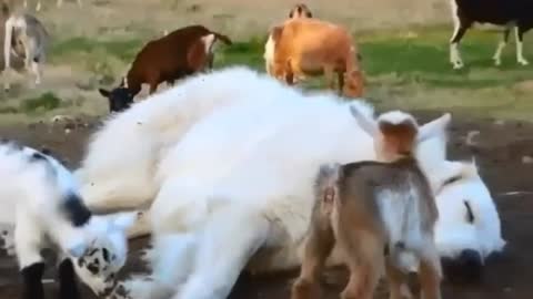 Funny dog and goat