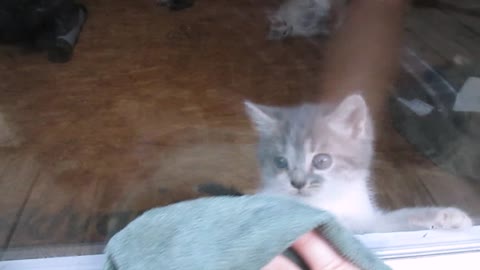 Adorable kitten freaks out over window cleaning