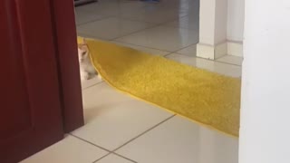 Brincando com o gatinho