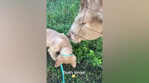 funny animal video