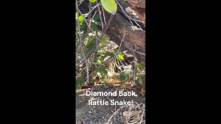 Diamond Back Rattlesnake