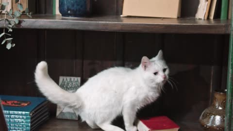 A Beautiful Cat Jumping Up The Book Shelves