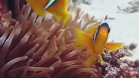 Nemo the cartoon fish