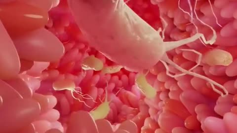 Human digestive system with 3d animation