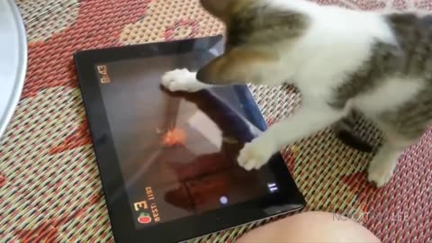 Funny Cats Video