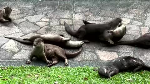 'Not going to die this way': Brit in otter attack