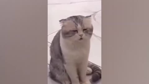 Try Not To Laugh Watching Funny Cat Videos