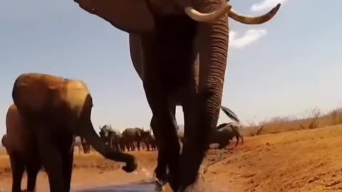 Unlikely Threats: Exploring the Danger of Ants to Elephants