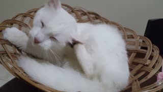 beautiful white cat