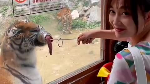 Eat meat for the tiger, cute little cute😊😊😊