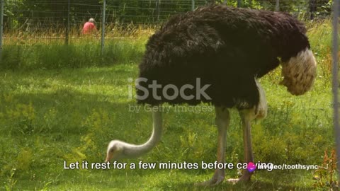 American ostrich food