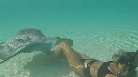 Swimming With Blacktip Sharks and Stingrays