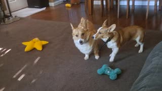 Corgi fun