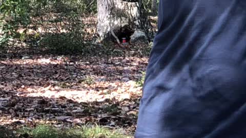 Just a little Tannerite in the woods