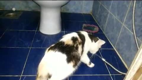 Little sausage cat is totally obsessed with the water hose