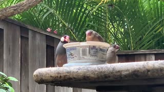 Back Yard Birds Hawai’i Java Sparrow and 4 Offspring