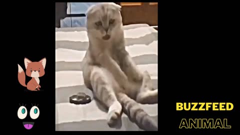 Cat Life videos 7 , funny cat videos