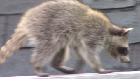 Raccoon roof dance