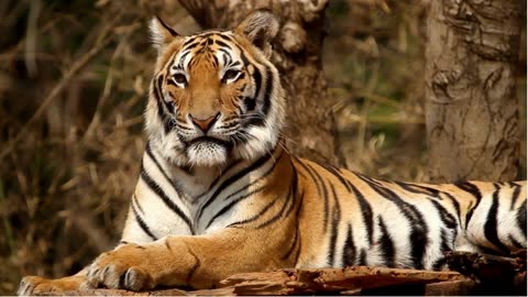 Wild Grace: The Majestic Tiger in its Forest Kingdom