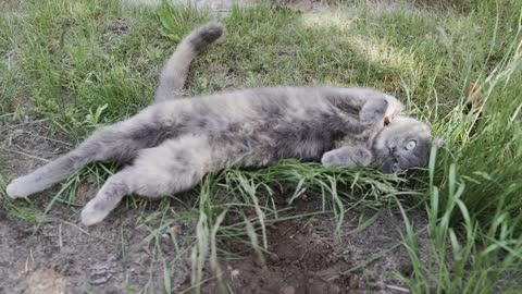 fanny animals-Video Of Cat Laying On The Grass