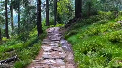 Forest Relaxing View#nature#relaxingsounds#naturelovers