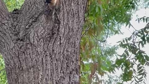 Tiny squirrel eating a big nut he got from the tree