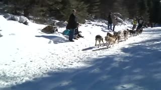 Minnesota sled-dog race underway