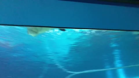 Hammerhead shark attacks sting ray at Adventure aquarium.