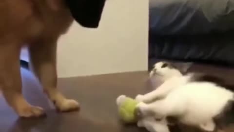 how a cat possessing ball