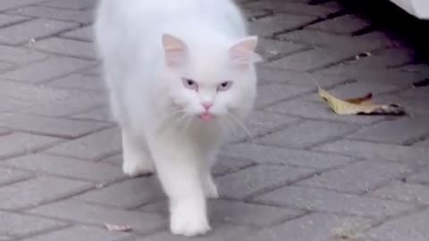 Cute Cat | Walking on Side Car