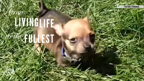 TurboRoo The Two-Legged Chihuahua