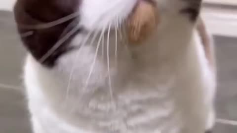 funny cute cats❤❤❤#viral #funnyvideo #trending #reels