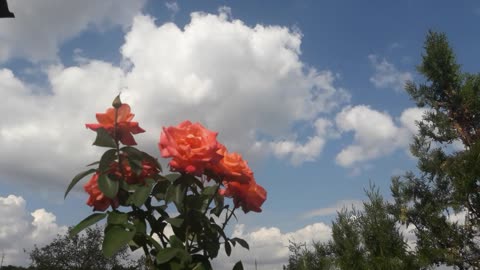 Roses and sky