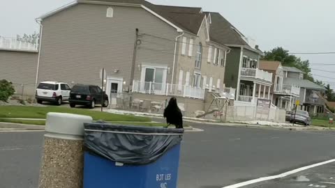 Dumpster Diving Raven