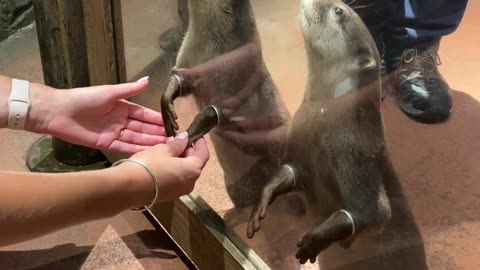 Holding Hands With Otters at the Dubai Aquarium