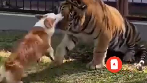 Cute and funny dog moment with tiger l puppy