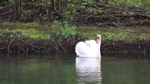 Geese swims