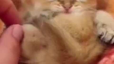 Cute Cat Videos How to train your cat