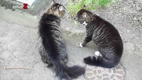 Cats 🐈 arguing with each other