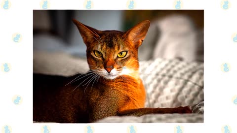 Burmilla Cat VS. Abyssinian Cat