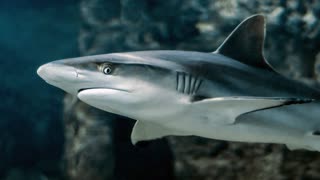 Nearly 100 million sharks are killed every year by ( FINNING )