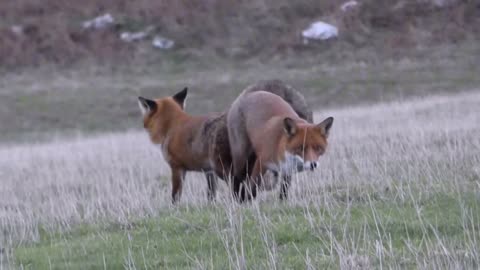 How Fox have sex in wild | fox mating #94 #viral #mating