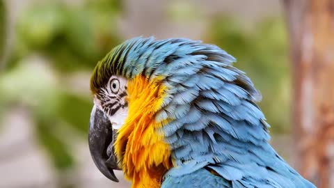 blue and gold macaw parrot video 2021